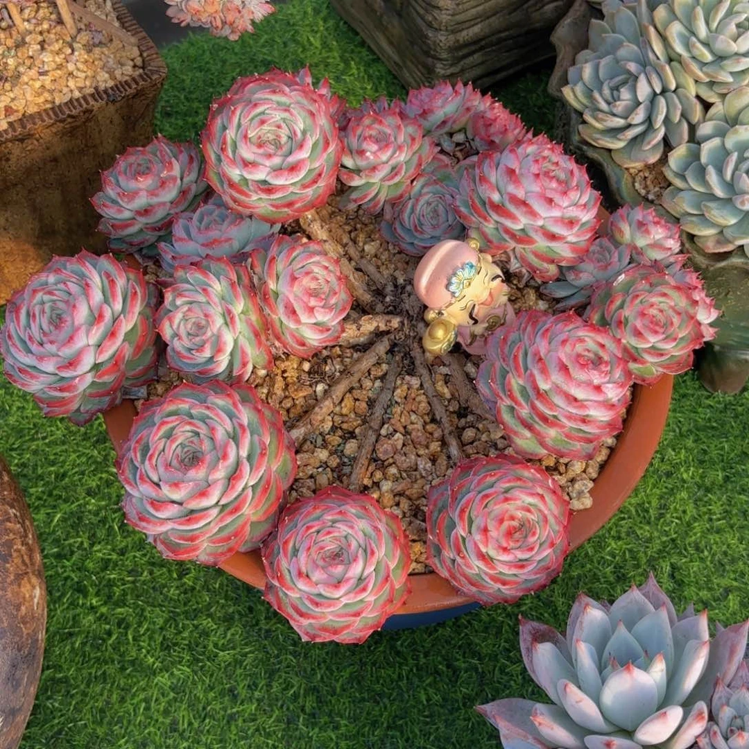 一物一拍，法兰西玫瑰