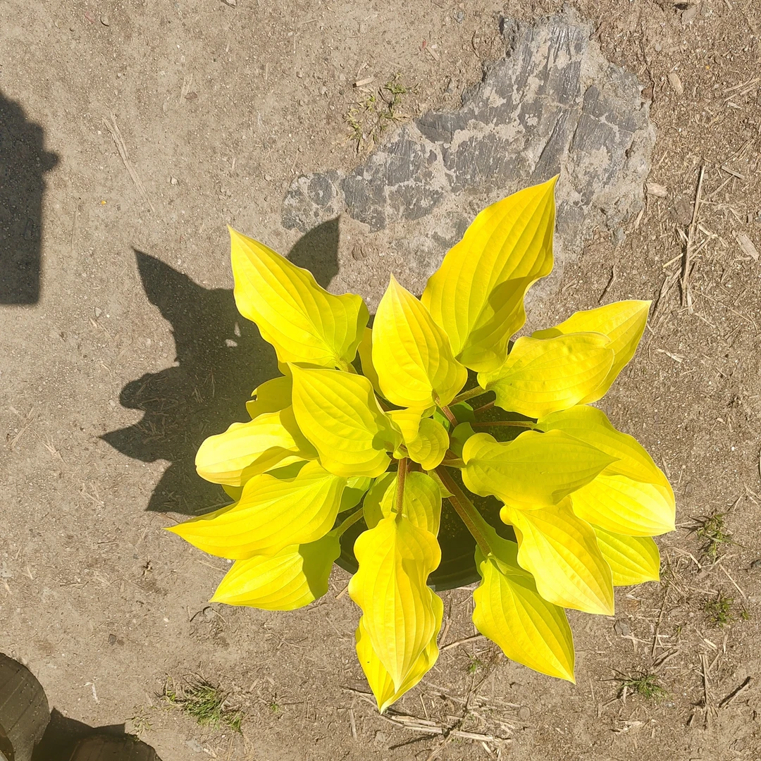 金边玉簪盆栽黄金万两花苗彩叶植物花卉耐寒室内地栽多年生易养活