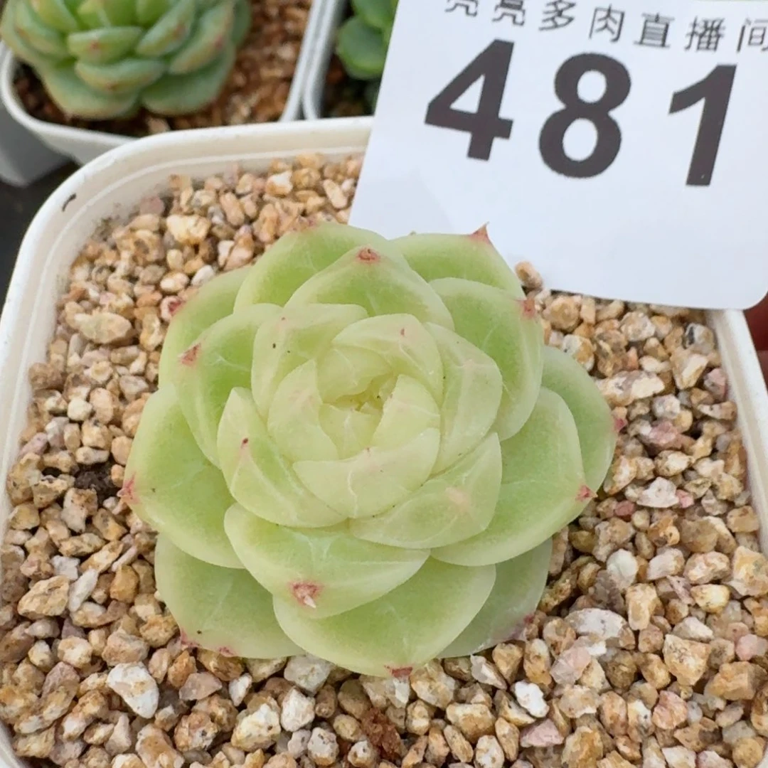 梨花白            精美多肉植物