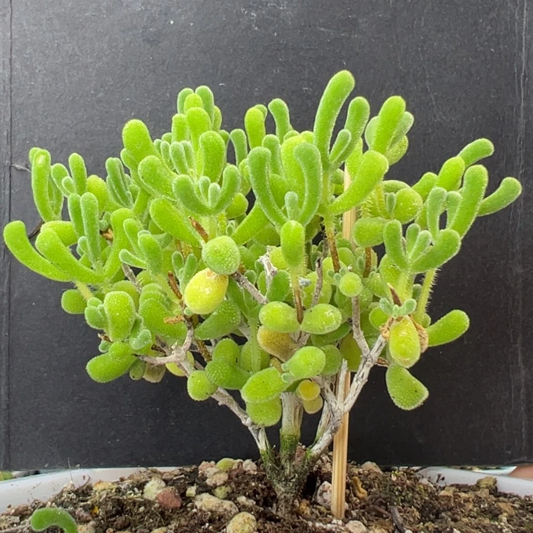 【闪购商品】dy2651小星星冠幅6.5cm