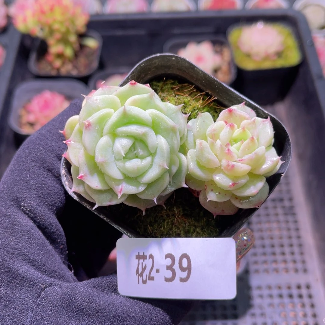 红陶花利美2-39麦秆双头