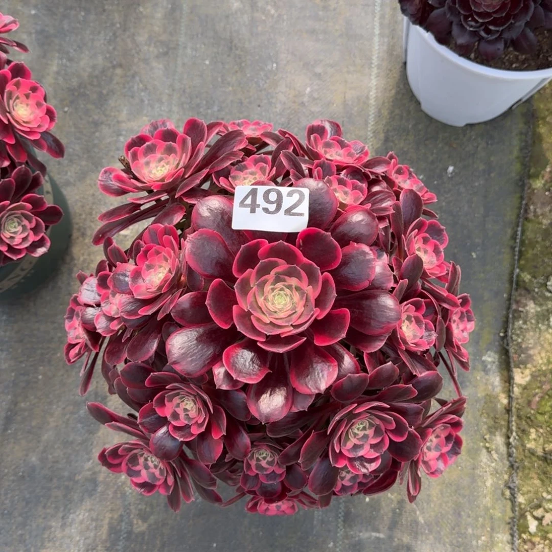 肖*?492！凤冠法师多肉植物