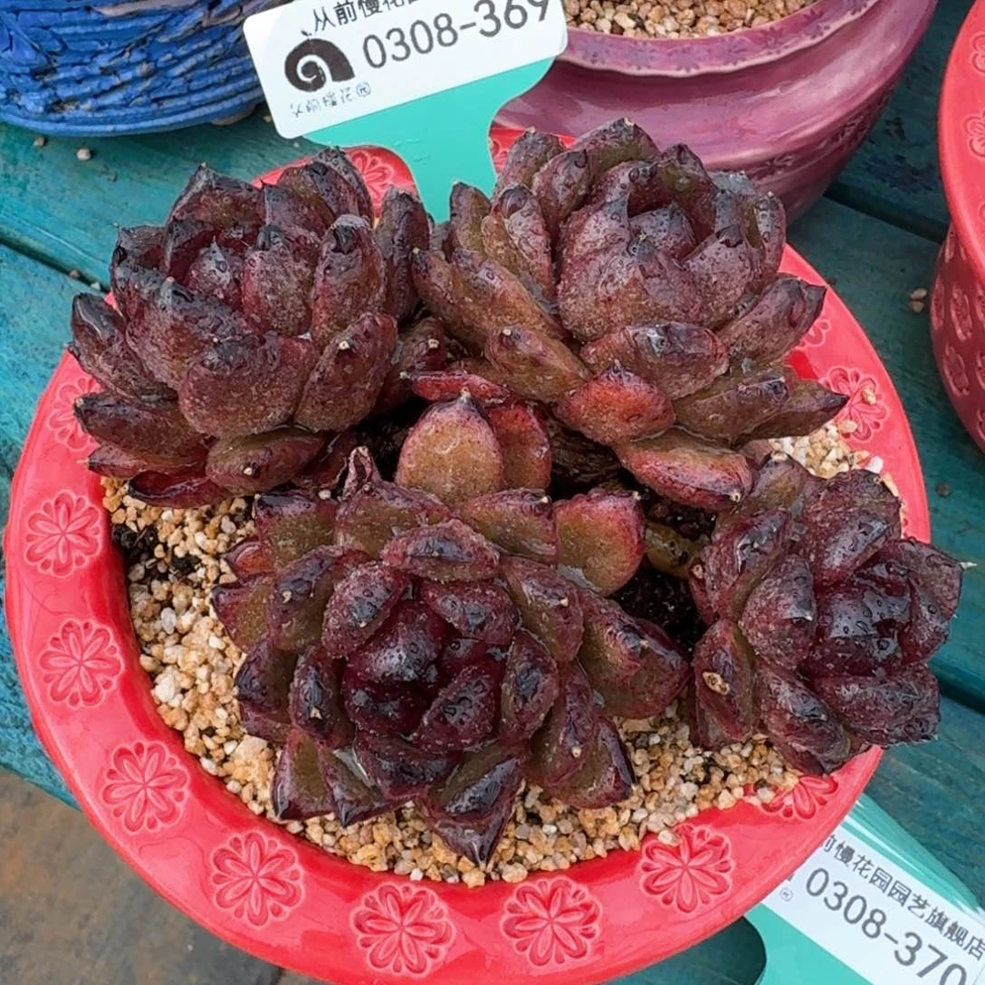 从前慢多肉精选编号0308.369