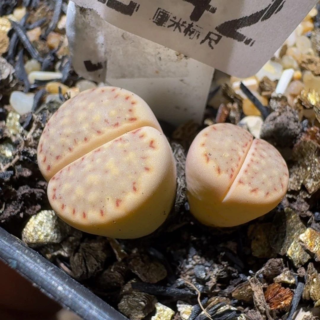 板娘亏本清仓了3642