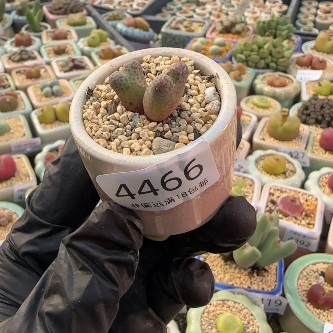 4466--一物一拍 带盆