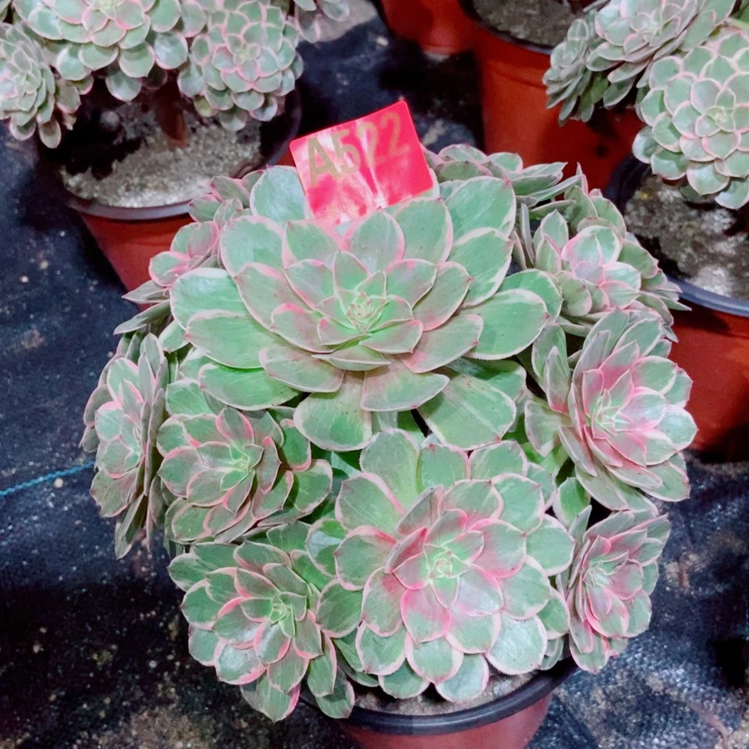 莲花座522多肉11111