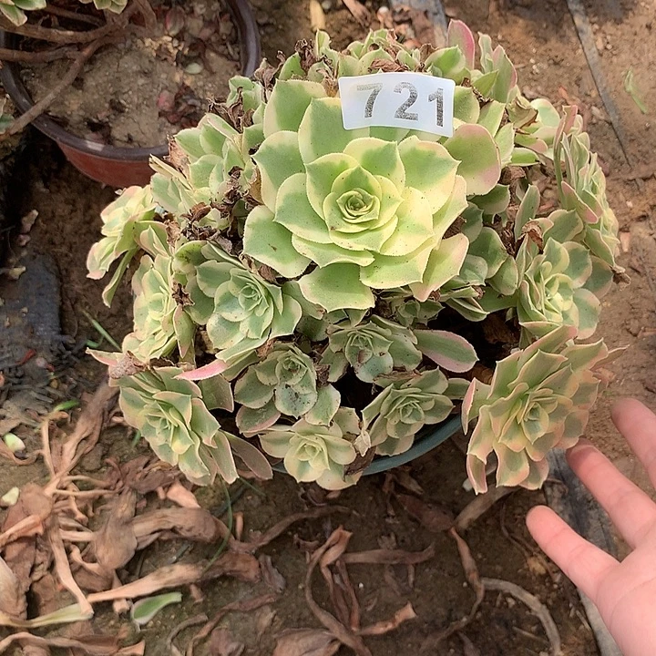 多肉植物叶罗刹721号