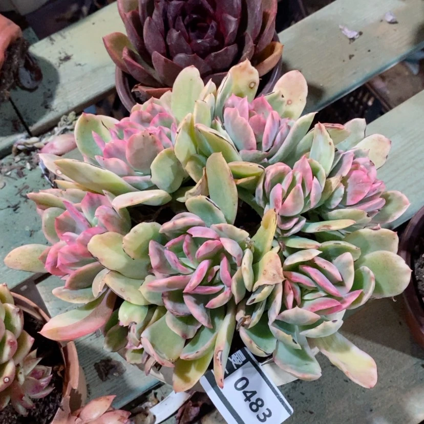 【闪购商品】绮罗锦0483