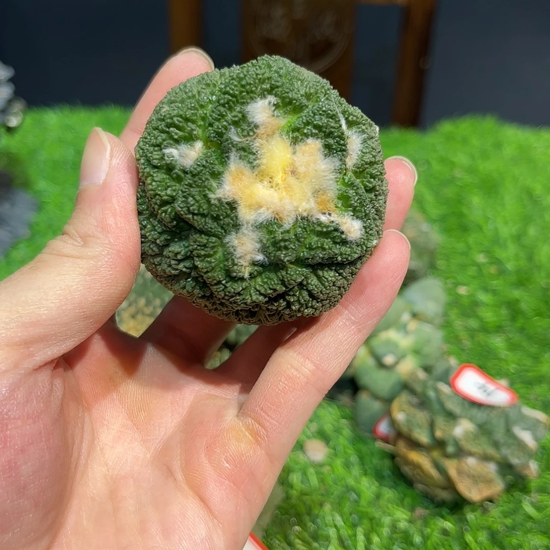 5号自根大尤哥斯拉