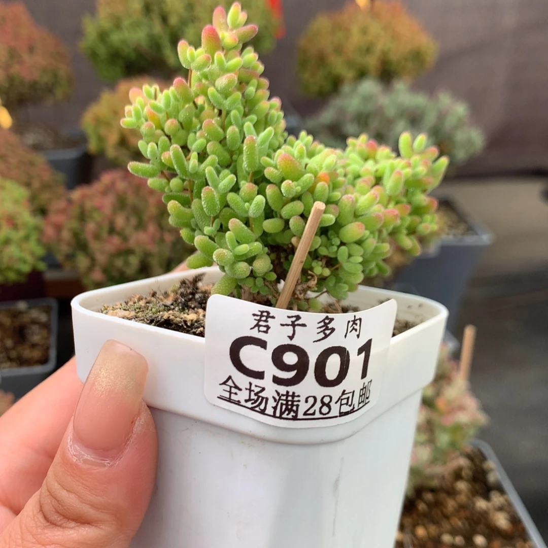 芳*c901蜜橘糖球。