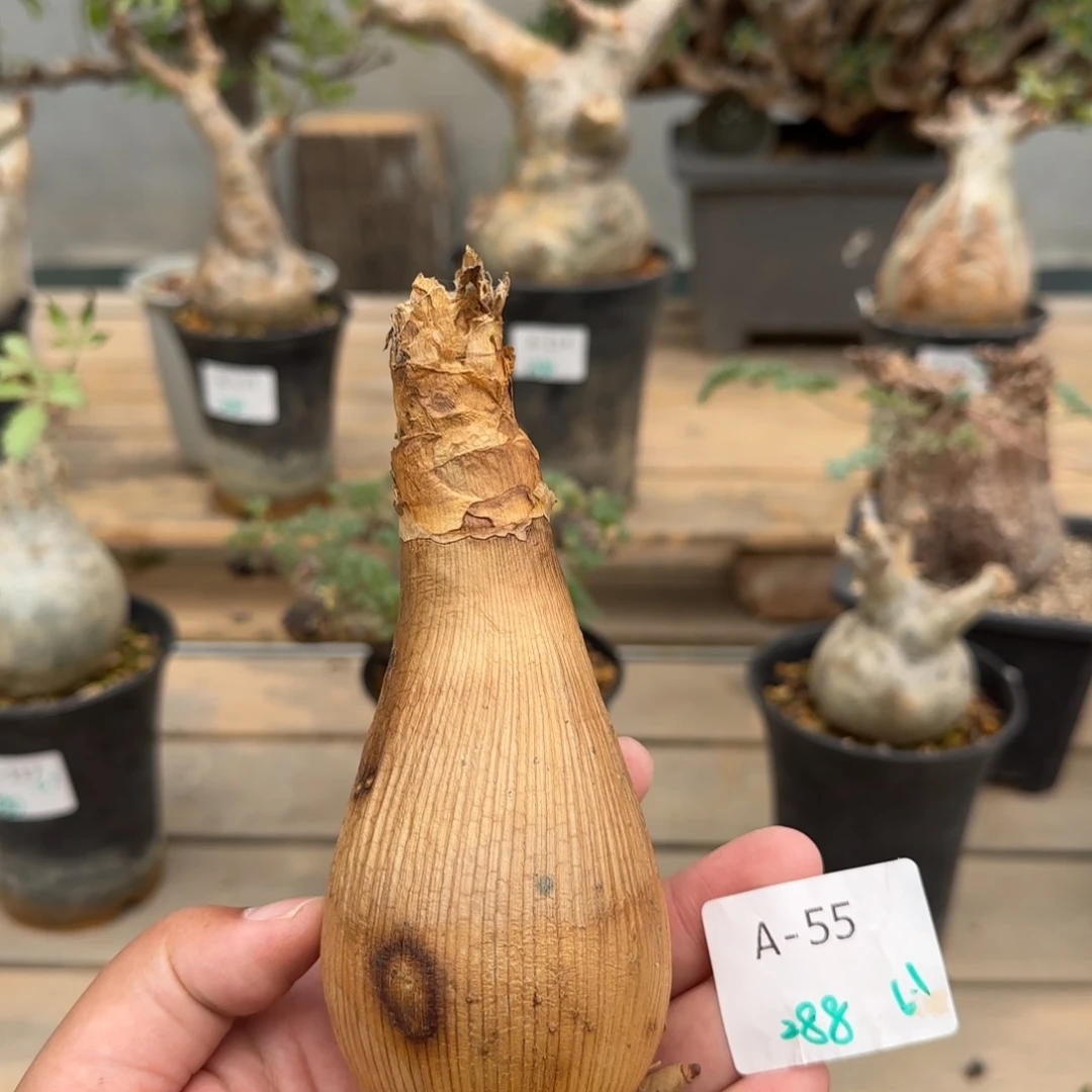 55变色大地百合6.1厘米块根植物