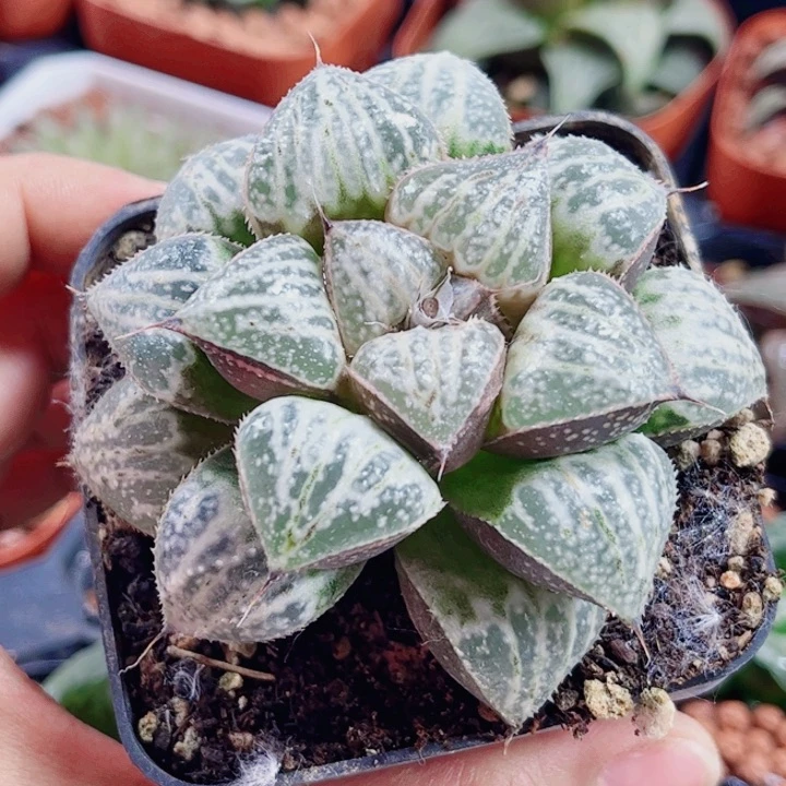 十二卷雪景色母本