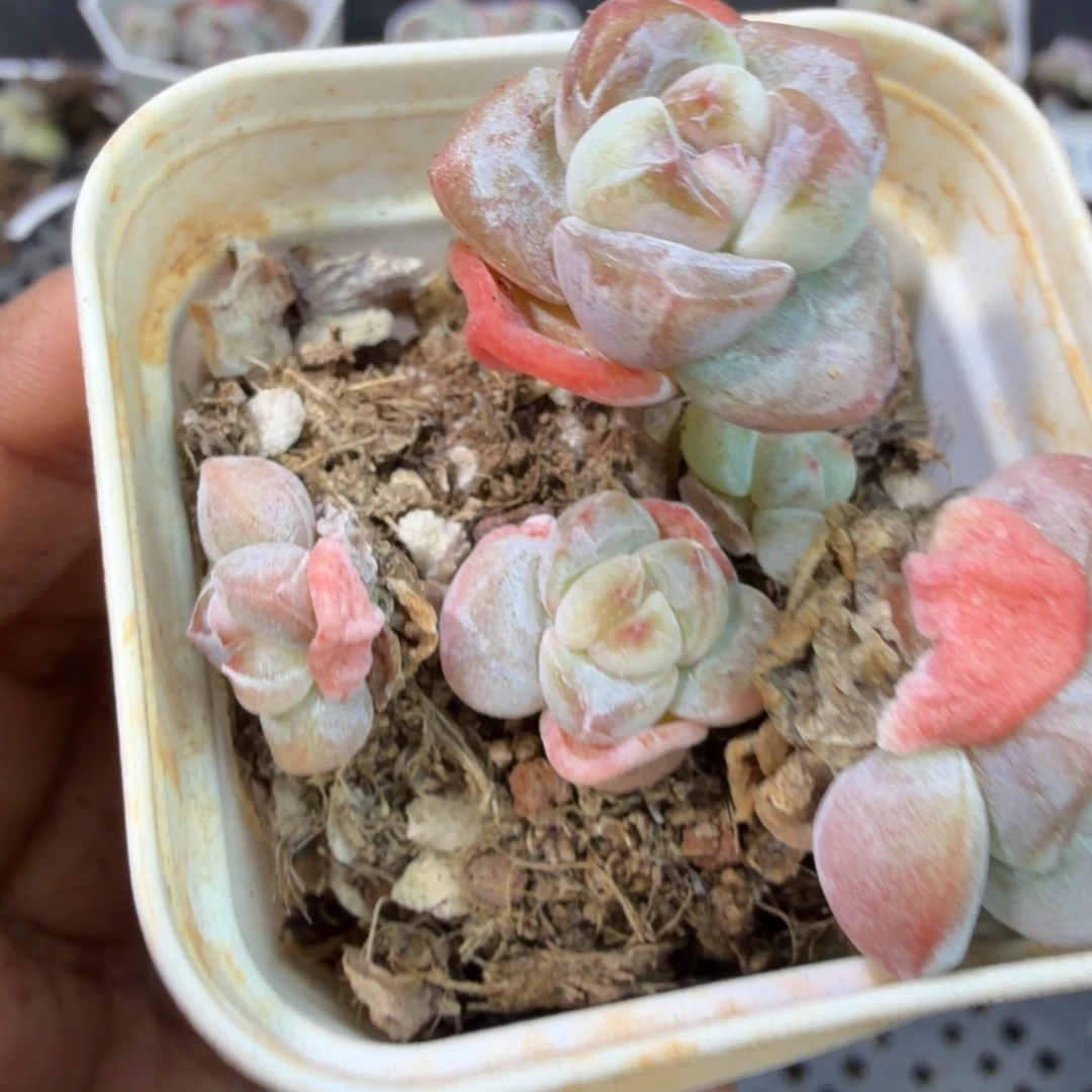 175 号到手一筐江北多肉