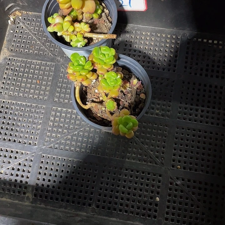 L*x21号筐带葡萄干好