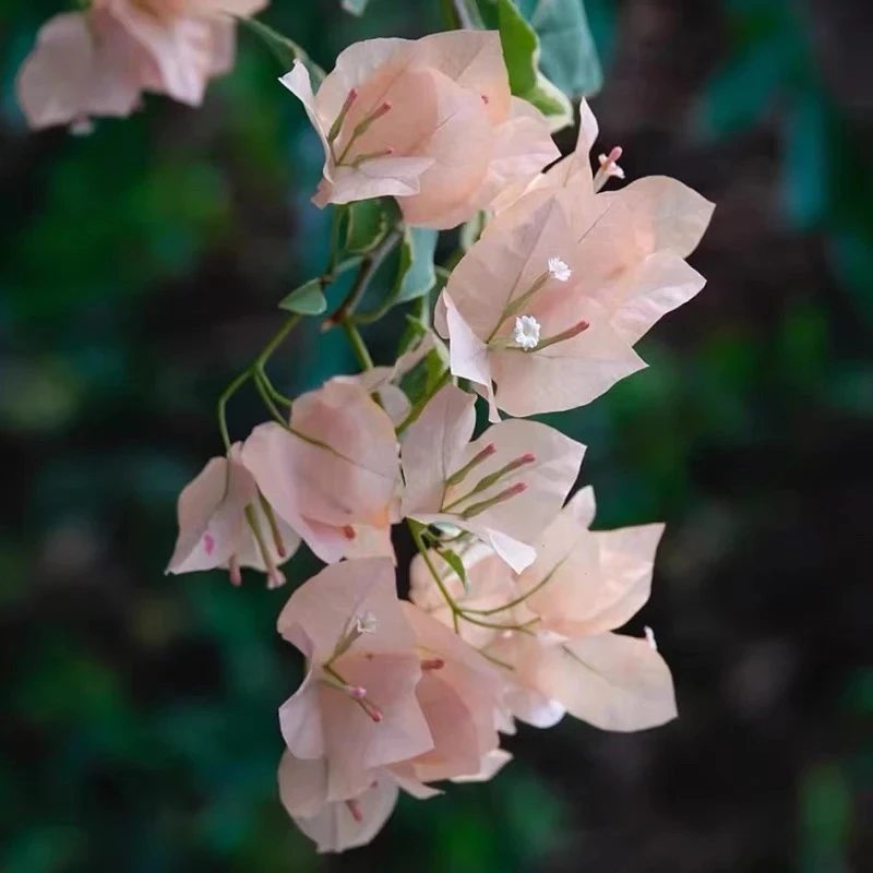 马斯 三角梅大苗好养易开花花卉基地  不带花