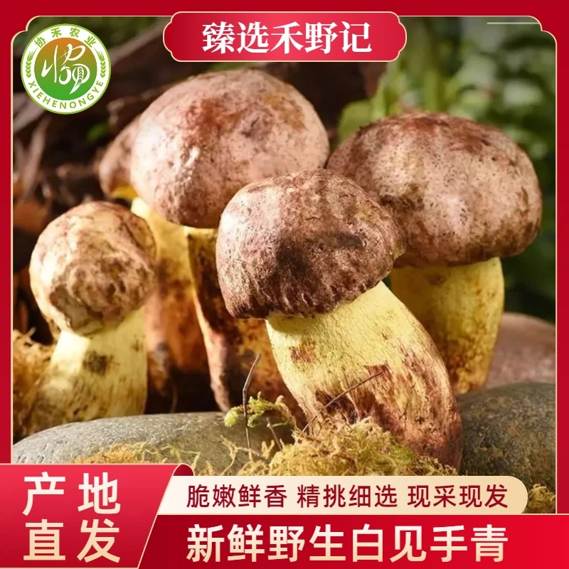 精选云南特产野生白葱牛肝菌白见手青变色蘑菇现货
