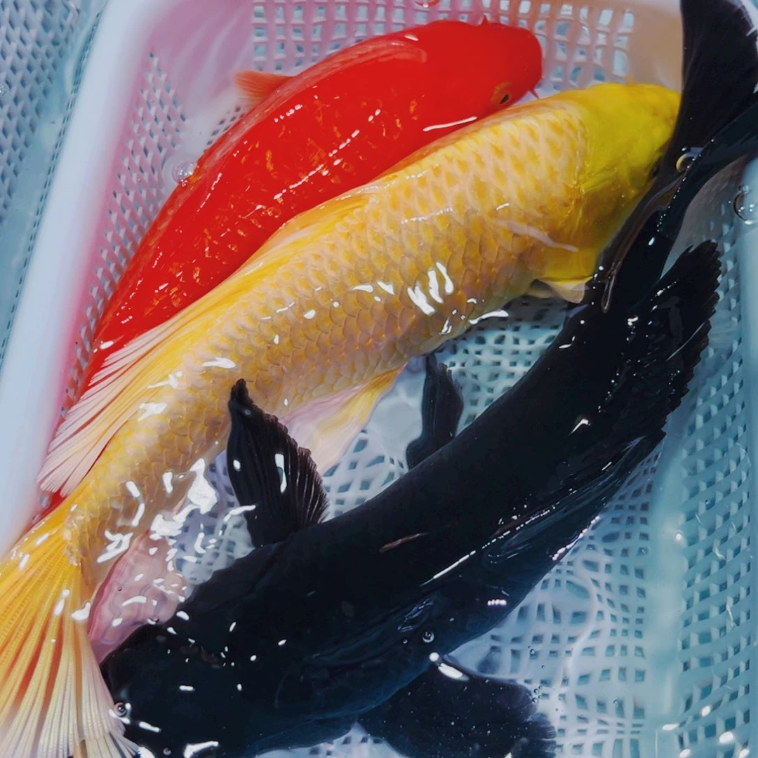 锦鲤锦鲤冷水鱼观赏