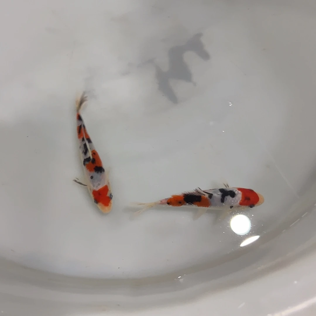 锦鲤阪井大正锦鲤幼鱼