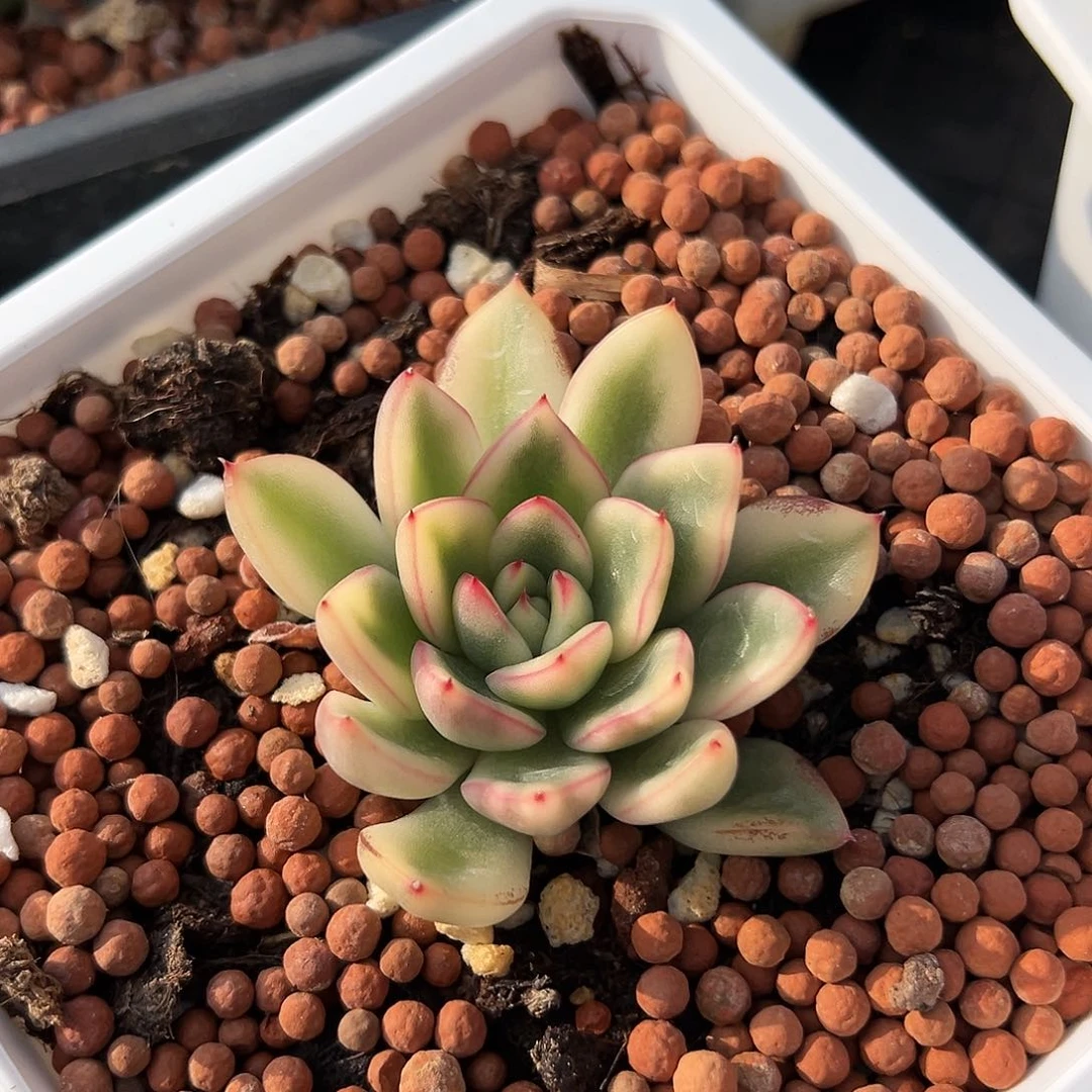 阿斯娜锦，覆轮锦