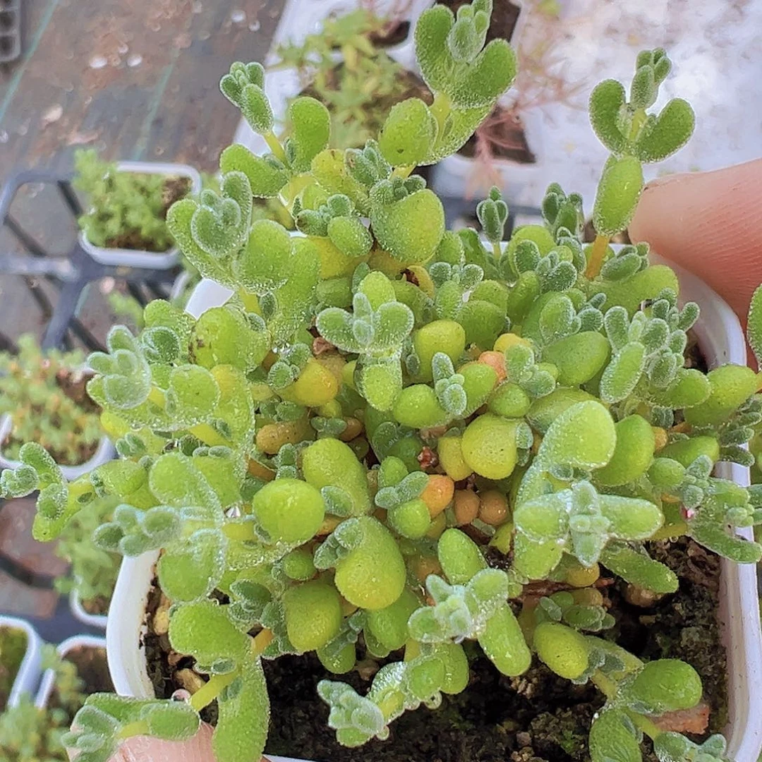 莱斯枝干19包邮多肉