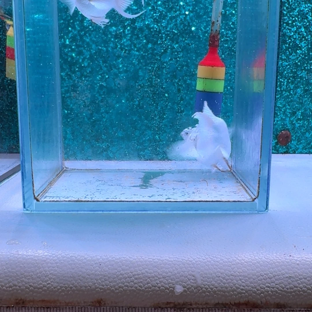 北***爱孔雀鱼瓷白运费差价