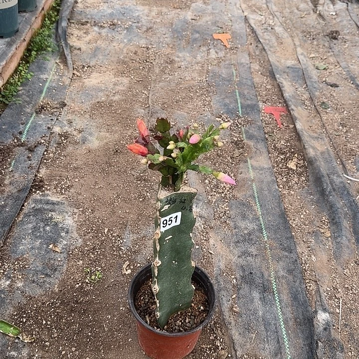 镜***月951嫁接蟹爪兰：红粉