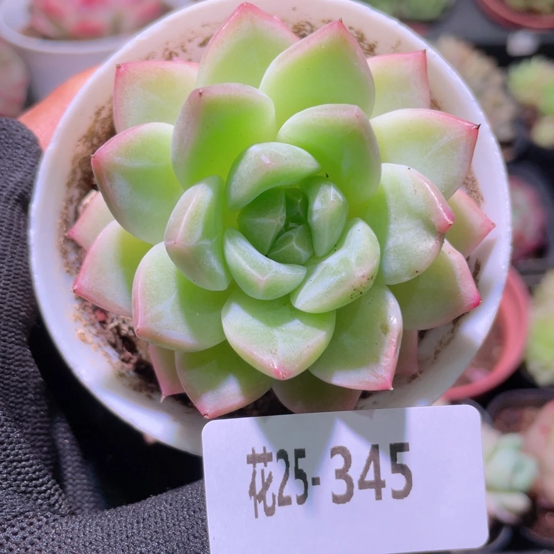 小*-花利美25-345新品