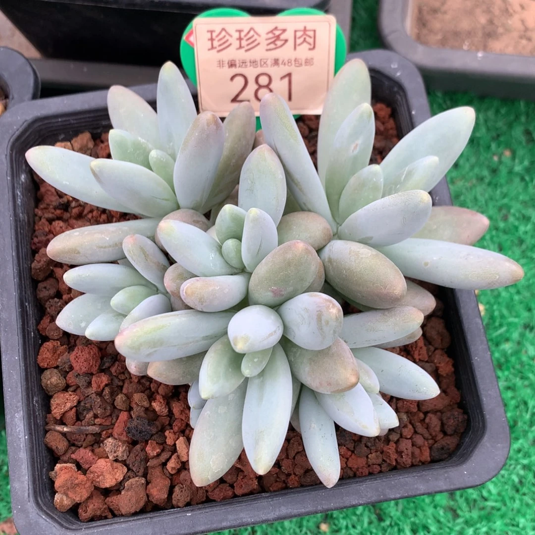 白兰地无砍平头281
