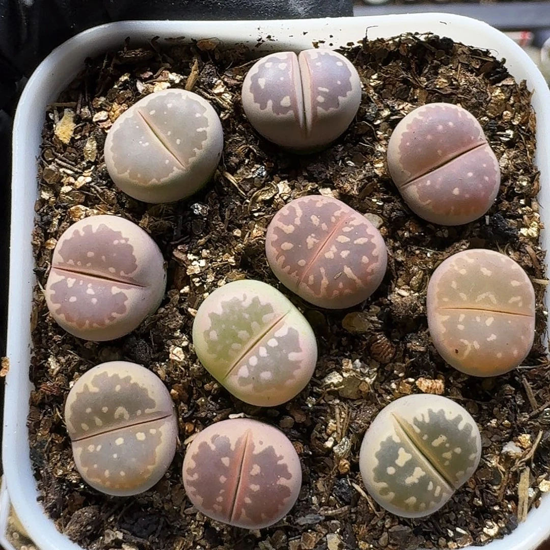 双***楼生石花111111。   203