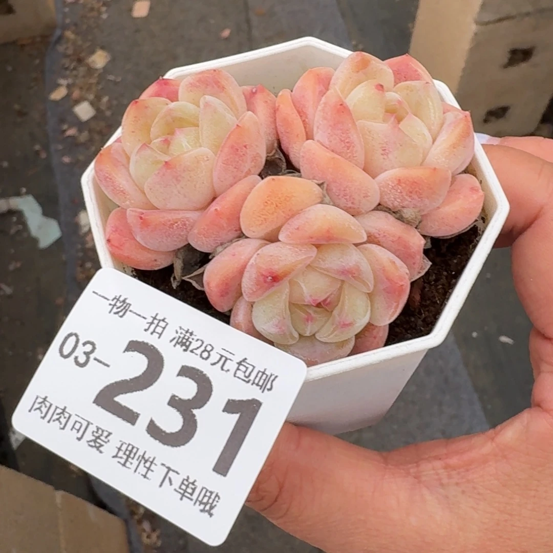 和田玉无盆土发货无