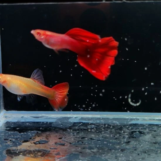 孔雀鱼微瑕新加蓝红尾一对