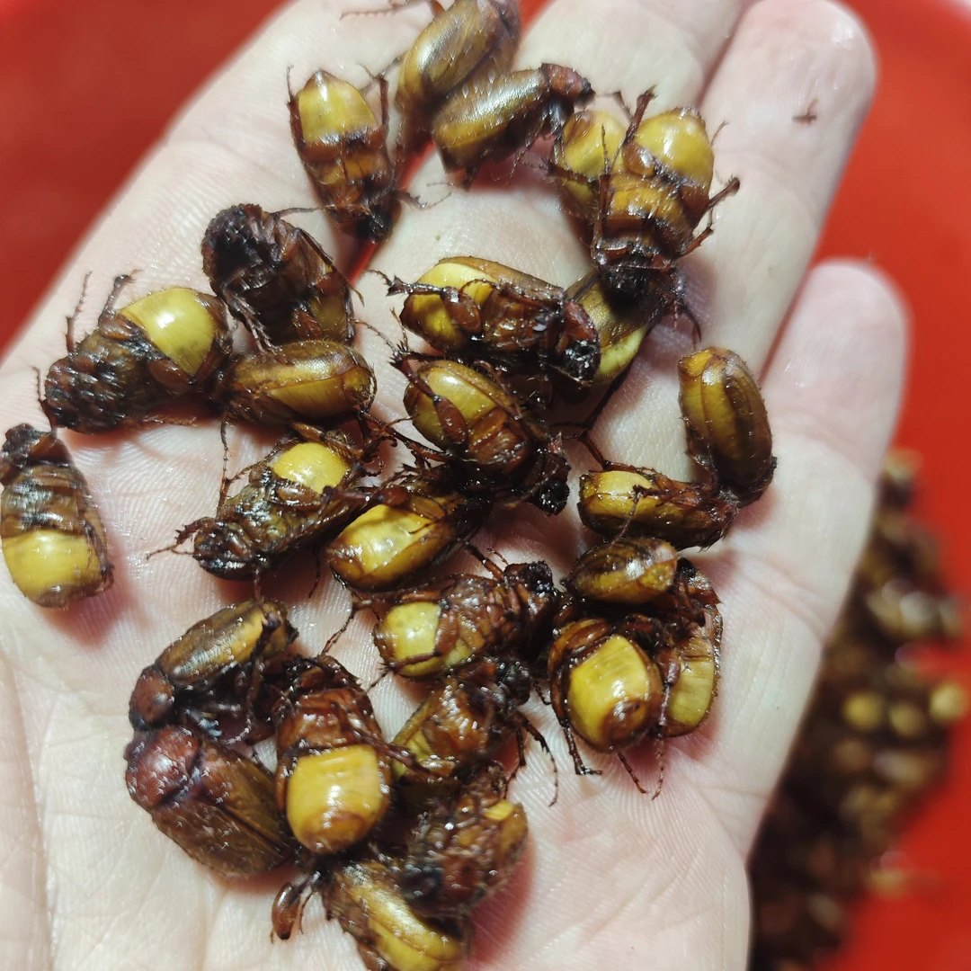 2025年小号黄色金龟子黄路锥苍虫黄亮