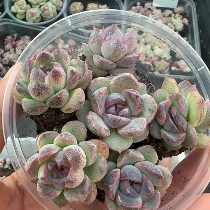 乌梅子酱一盒7颗颗