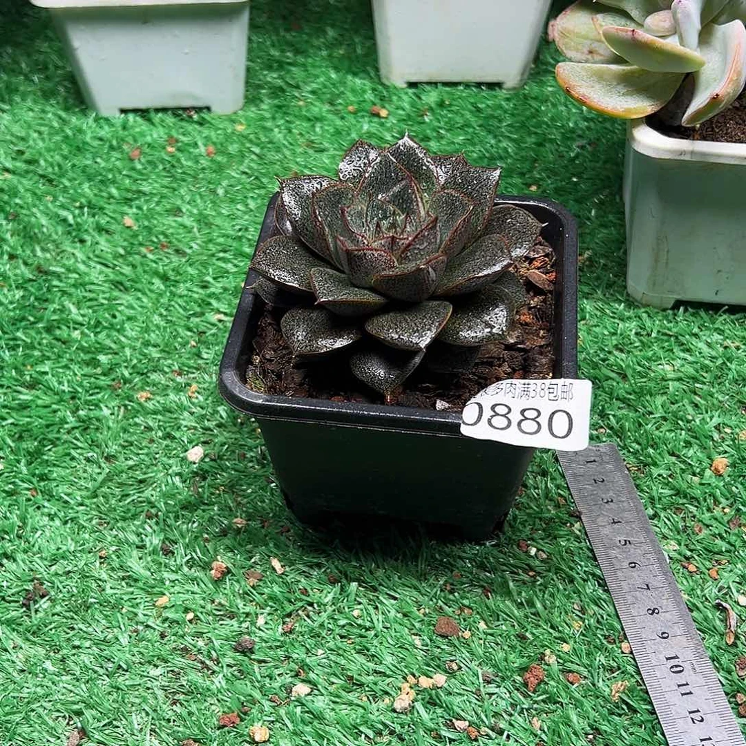 无花朵＂多肉一物一拍植物0880