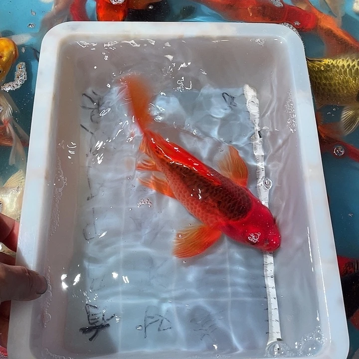蝴蝶鲤渔场直发10