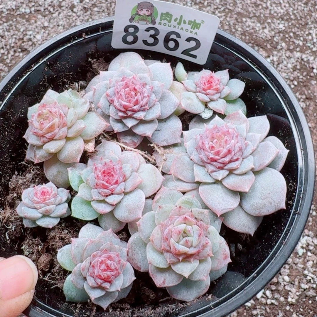 多肉植物多肉植物