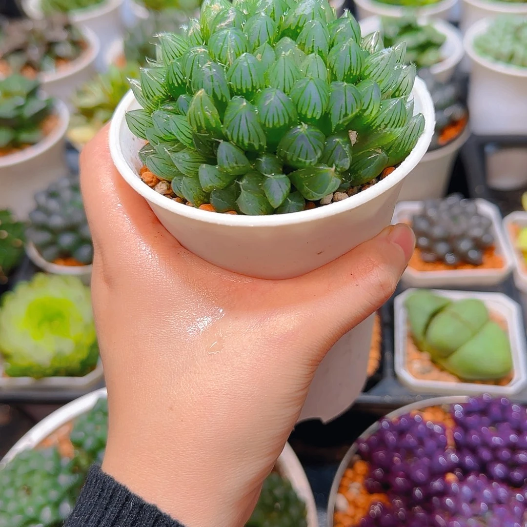 母本黑肌玉露群，原盆