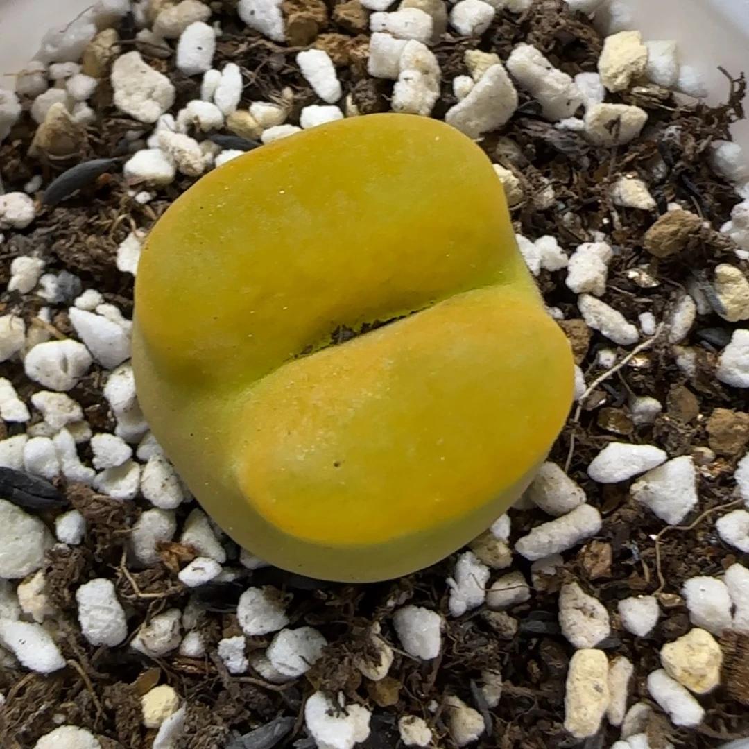 9.19。  蟠桃老祖。  2027