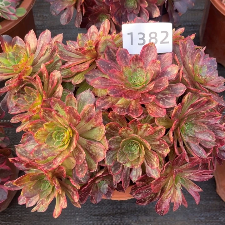 新品半夏特价多肉