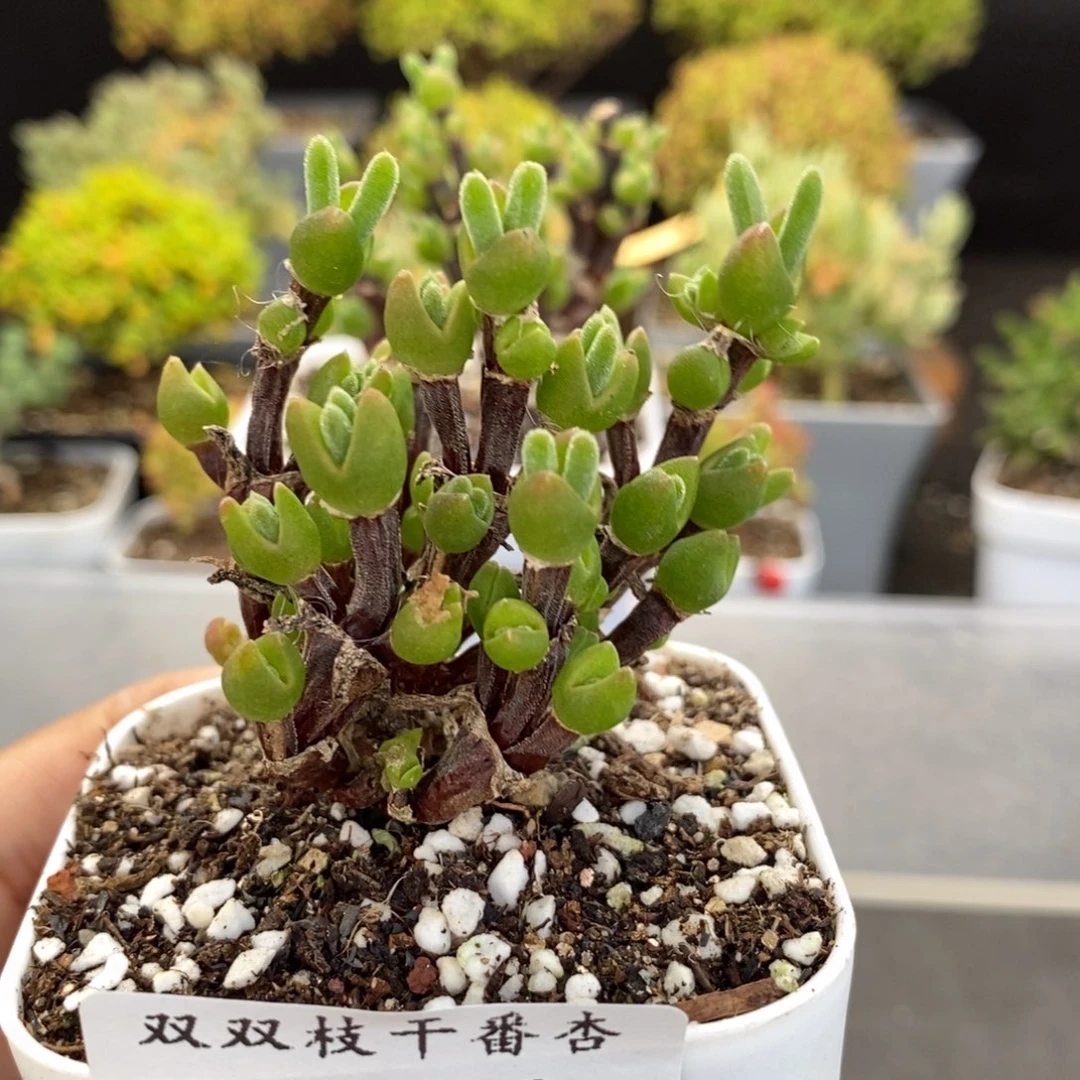 503枝杆兔子。