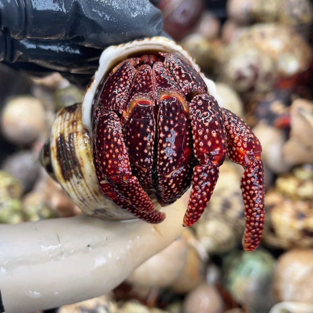 不退不换活体宠物33