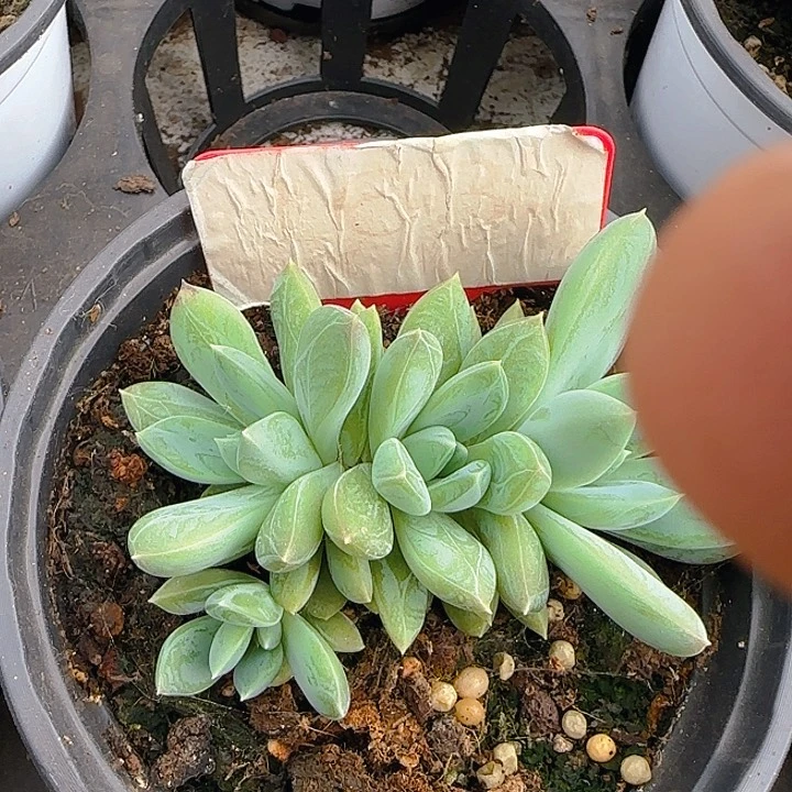 杰夫里尼163多肉植物