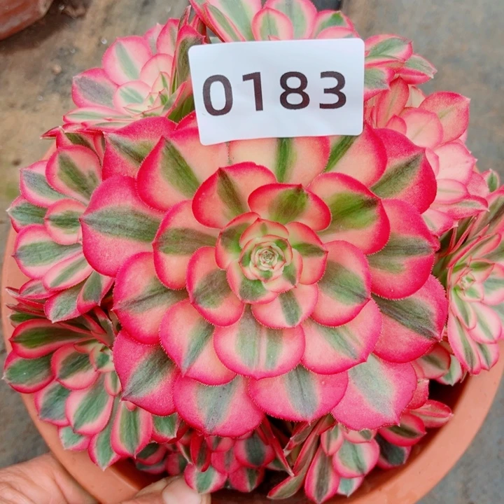 倾城捧花多肉发货