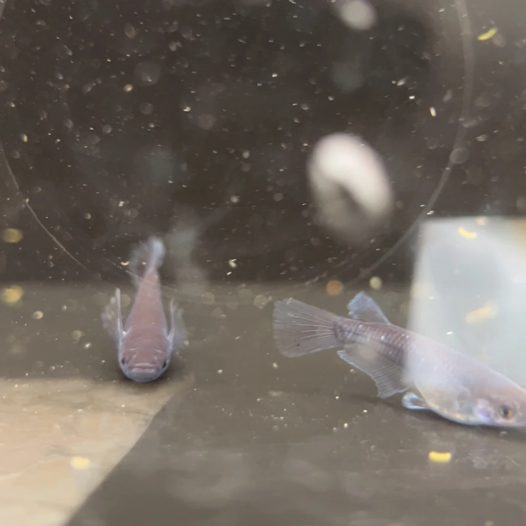 青鳉鱼213耀变天目真长鳍一对