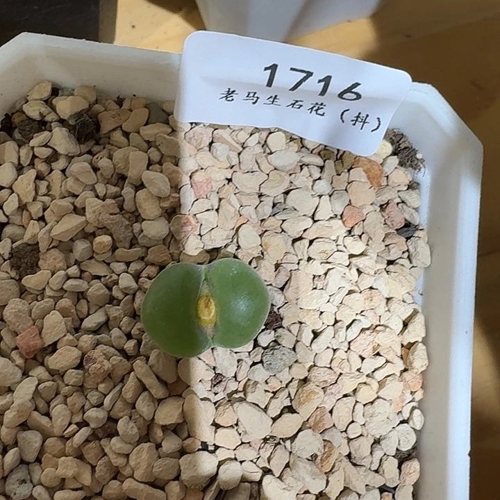 暖***O老马生石花粉女1716
