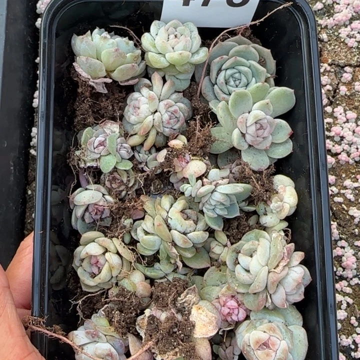 475 号王者系列珍妮一盒