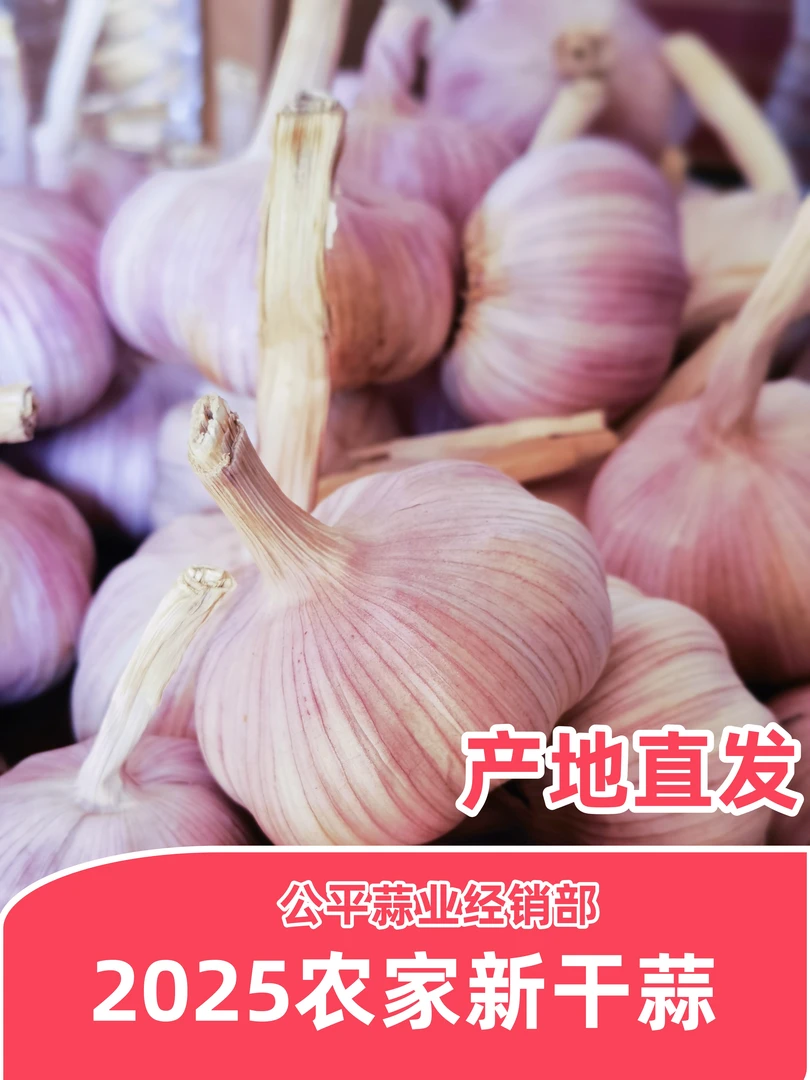五斤2025新干蒜农户自产江苏邳州紫白皮特大果60mm以上