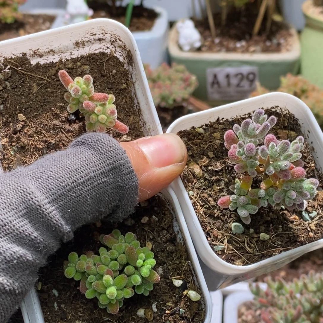 A404冰晶杂A527冰晶杂526