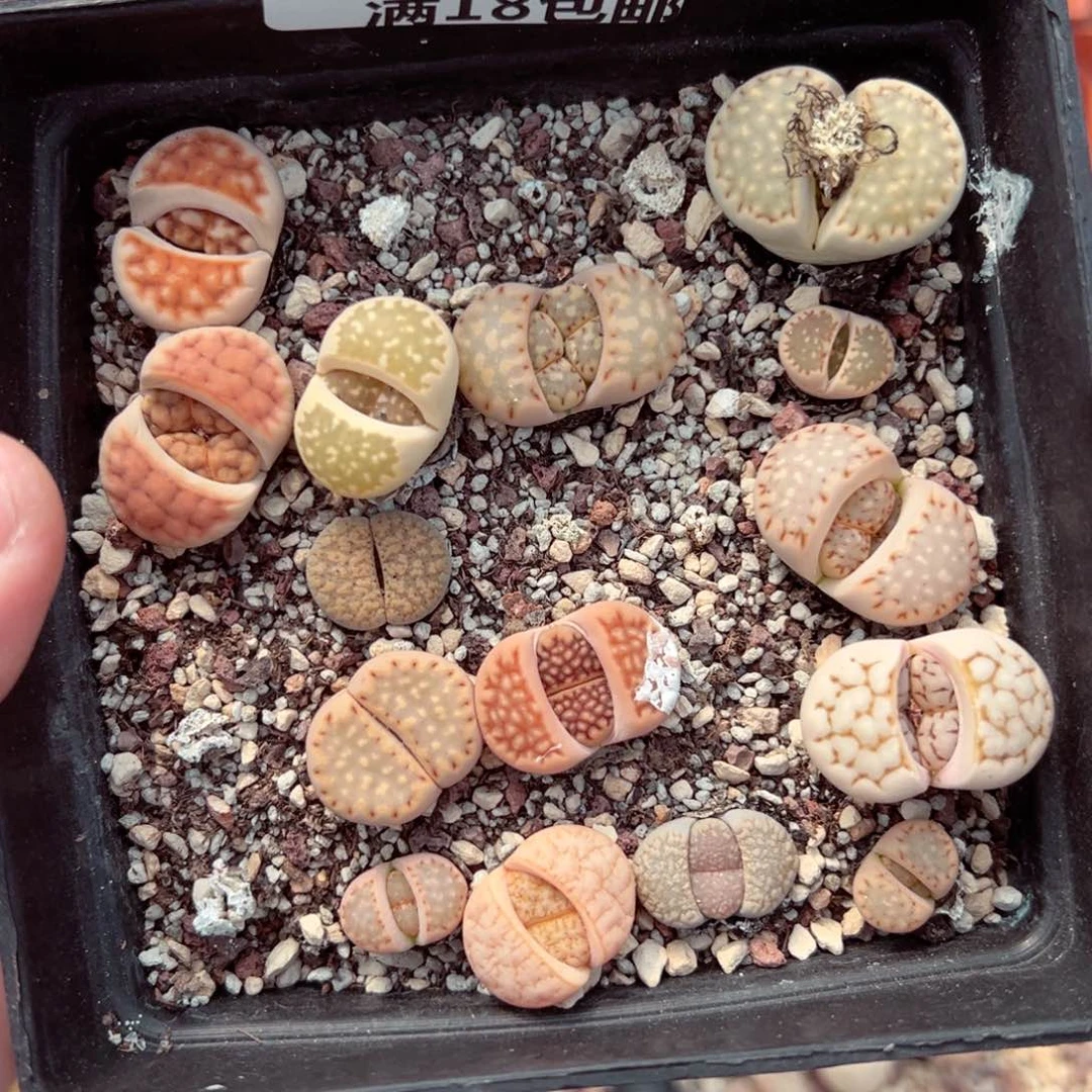 【闪购商品】1916。