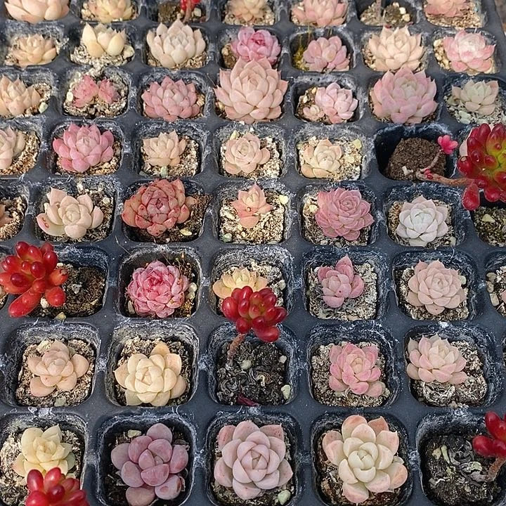 90 多肉植物盆栽花卉植物